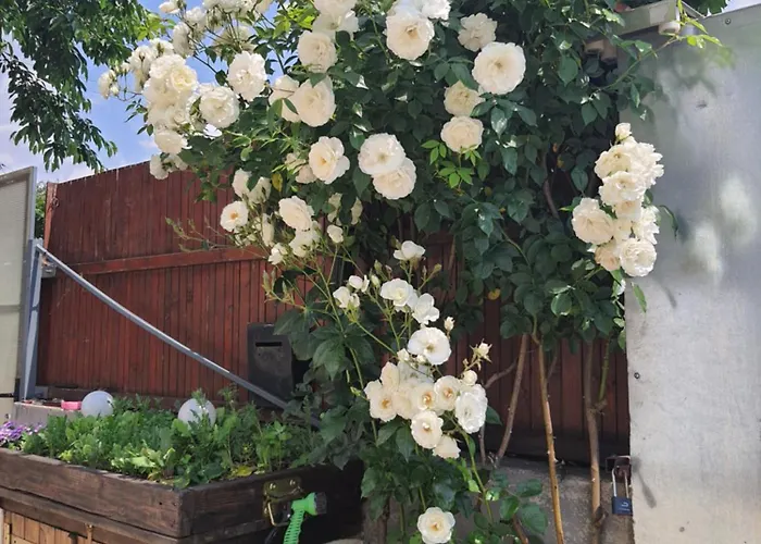 民宿 Liliana 布加勒斯特