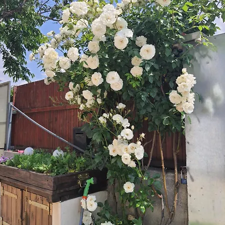 منزل للإقامة Liliana بوخارست